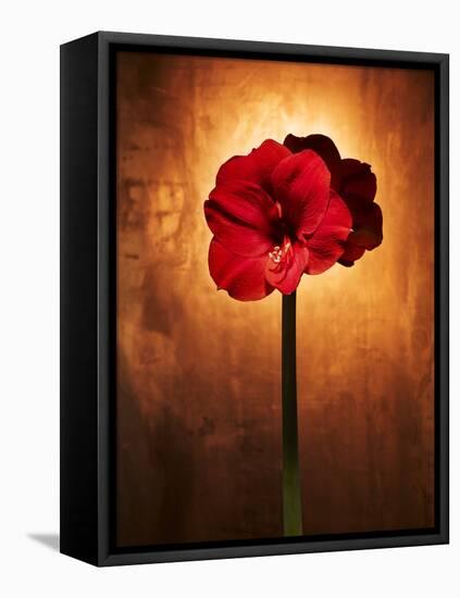 Amaryllis, Flower, Blossom, Still Life, Red-Axel Killian-Framed Premier Image Canvas