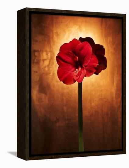Amaryllis, Flower, Blossom, Still Life, Red-Axel Killian-Framed Premier Image Canvas