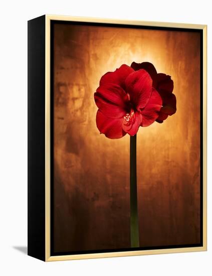 Amaryllis, Flower, Blossom, Still Life, Red-Axel Killian-Framed Premier Image Canvas