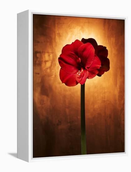 Amaryllis, Flower, Blossom, Still Life, Red-Axel Killian-Framed Premier Image Canvas