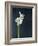 Amaryllis, Flower, Blossom, Still Life, White-Axel Killian-Framed Photographic Print