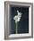 Amaryllis, Flower, Blossom, Still Life, White-Axel Killian-Framed Photographic Print