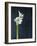 Amaryllis, Flower, Blossom, Still Life, White-Axel Killian-Framed Photographic Print