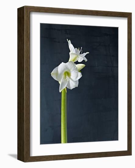 Amaryllis, Flower, Blossom, Still Life, White-Axel Killian-Framed Photographic Print