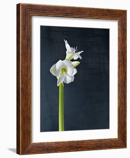 Amaryllis, Flower, Blossom, Still Life, White-Axel Killian-Framed Photographic Print