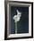 Amaryllis, Flower, Blossom, Still Life, White-Axel Killian-Framed Photographic Print