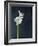 Amaryllis, Flower, Blossom, Still Life, White-Axel Killian-Framed Photographic Print