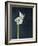 Amaryllis, Flower, Blossom, Still Life, White-Axel Killian-Framed Photographic Print