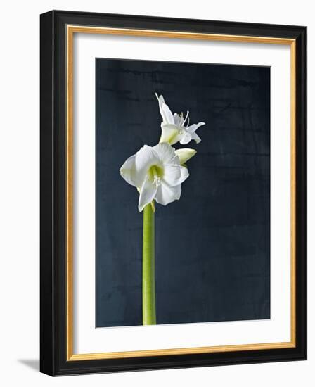 Amaryllis, Flower, Blossom, Still Life, White-Axel Killian-Framed Photographic Print