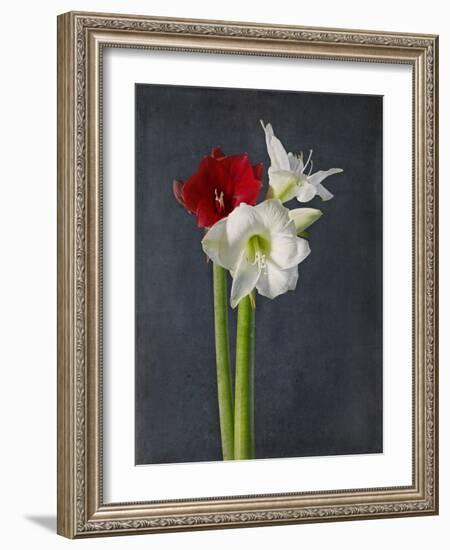 Amaryllis, Flowers, Blossoms, Still Life, Red, White, Black-Axel Killian-Framed Photographic Print