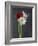 Amaryllis, Flowers, Blossoms, Still Life, Red, White, Black-Axel Killian-Framed Photographic Print