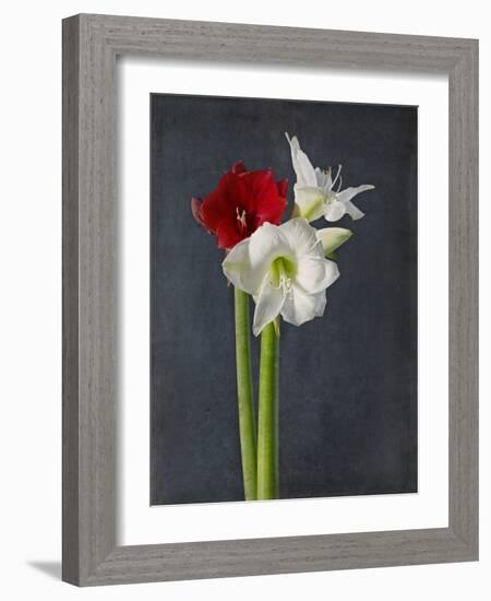 Amaryllis, Flowers, Blossoms, Still Life, Red, White, Black-Axel Killian-Framed Photographic Print