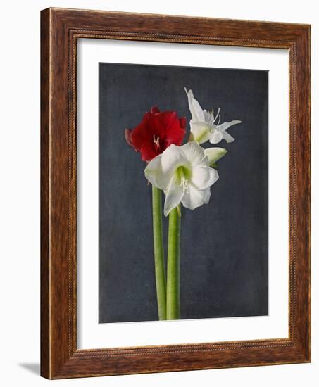 Amaryllis, Flowers, Blossoms, Still Life, Red, White, Black-Axel Killian-Framed Photographic Print