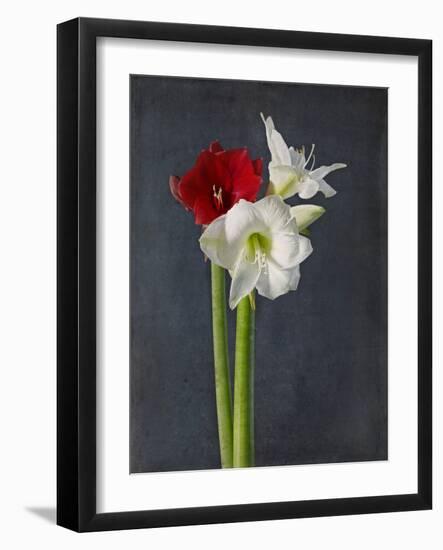 Amaryllis, Flowers, Blossoms, Still Life, Red, White, Black-Axel Killian-Framed Photographic Print