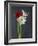 Amaryllis, Flowers, Blossoms, Still Life, Red, White, Black-Axel Killian-Framed Photographic Print