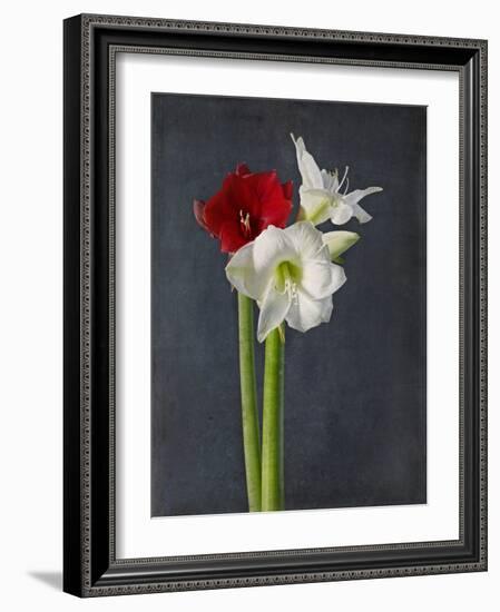 Amaryllis, Flowers, Blossoms, Still Life, Red, White, Black-Axel Killian-Framed Photographic Print