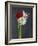 Amaryllis, Flowers, Blossoms, Still Life, Red, White, Black-Axel Killian-Framed Photographic Print