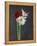 Amaryllis, Flowers, Blossoms, Still Life, Red, White, Black-Axel Killian-Framed Premier Image Canvas