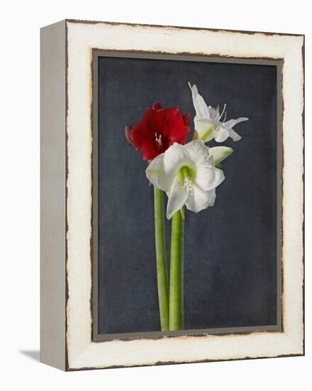 Amaryllis, Flowers, Blossoms, Still Life, Red, White, Black-Axel Killian-Framed Premier Image Canvas