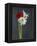 Amaryllis, Flowers, Blossoms, Still Life, Red, White, Black-Axel Killian-Framed Premier Image Canvas