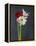 Amaryllis, Flowers, Blossoms, Still Life, Red, White, Black-Axel Killian-Framed Premier Image Canvas