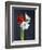 Amaryllis, Flowers, Blossoms, Still Life, Red, White, Black-Axel Killian-Framed Photographic Print