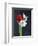 Amaryllis, Flowers, Blossoms, Still Life, Red, White, Black-Axel Killian-Framed Photographic Print