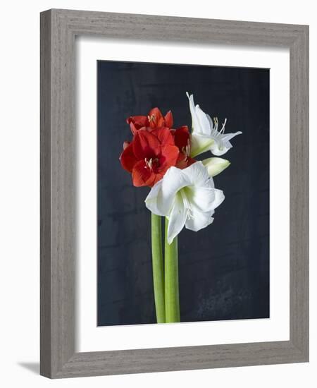 Amaryllis, Flowers, Blossoms, Still Life, Red, White, Black-Axel Killian-Framed Photographic Print