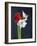 Amaryllis, Flowers, Blossoms, Still Life, Red, White, Black-Axel Killian-Framed Photographic Print