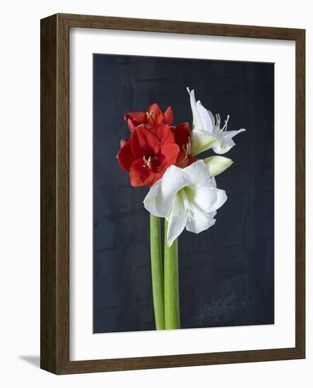 Amaryllis, Flowers, Blossoms, Still Life, Red, White, Black-Axel Killian-Framed Photographic Print