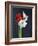 Amaryllis, Flowers, Blossoms, Still Life, Red, White, Black-Axel Killian-Framed Photographic Print