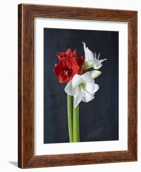 Amaryllis, Flowers, Blossoms, Still Life, Red, White, Black-Axel Killian-Framed Photographic Print