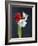 Amaryllis, Flowers, Blossoms, Still Life, Red, White, Black-Axel Killian-Framed Photographic Print