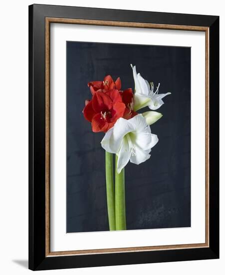 Amaryllis, Flowers, Blossoms, Still Life, Red, White, Black-Axel Killian-Framed Photographic Print