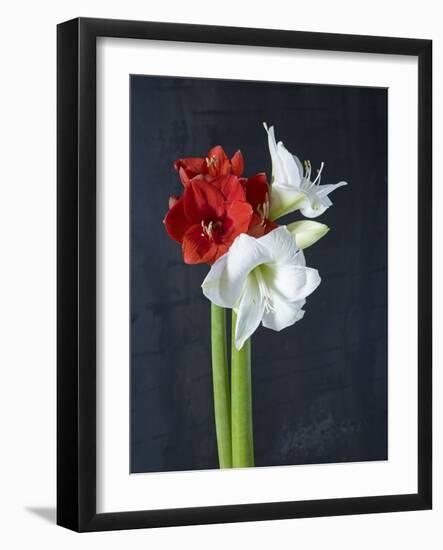 Amaryllis, Flowers, Blossoms, Still Life, Red, White, Black-Axel Killian-Framed Photographic Print