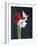 Amaryllis, Flowers, Blossoms, Still Life, Red, White, Black-Axel Killian-Framed Photographic Print