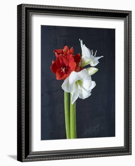 Amaryllis, Flowers, Blossoms, Still Life, Red, White, Black-Axel Killian-Framed Photographic Print