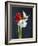 Amaryllis, Flowers, Blossoms, Still Life, Red, White, Black-Axel Killian-Framed Photographic Print