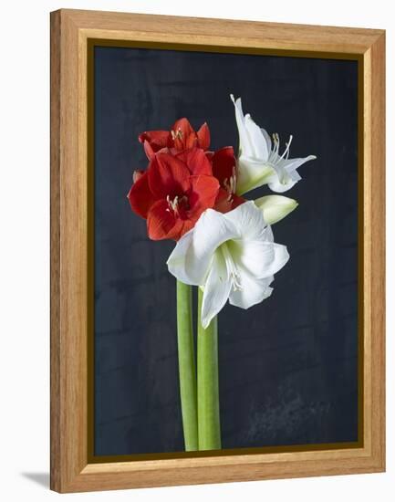 Amaryllis, Flowers, Blossoms, Still Life, Red, White, Black-Axel Killian-Framed Premier Image Canvas