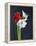 Amaryllis, Flowers, Blossoms, Still Life, Red, White, Black-Axel Killian-Framed Premier Image Canvas