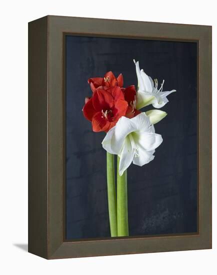 Amaryllis, Flowers, Blossoms, Still Life, Red, White, Black-Axel Killian-Framed Premier Image Canvas