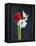 Amaryllis, Flowers, Blossoms, Still Life, Red, White, Black-Axel Killian-Framed Premier Image Canvas