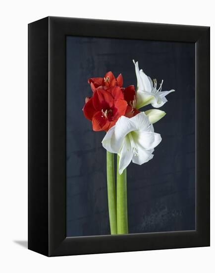 Amaryllis, Flowers, Blossoms, Still Life, Red, White, Black-Axel Killian-Framed Premier Image Canvas