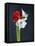 Amaryllis, Flowers, Blossoms, Still Life, Red, White, Black-Axel Killian-Framed Premier Image Canvas