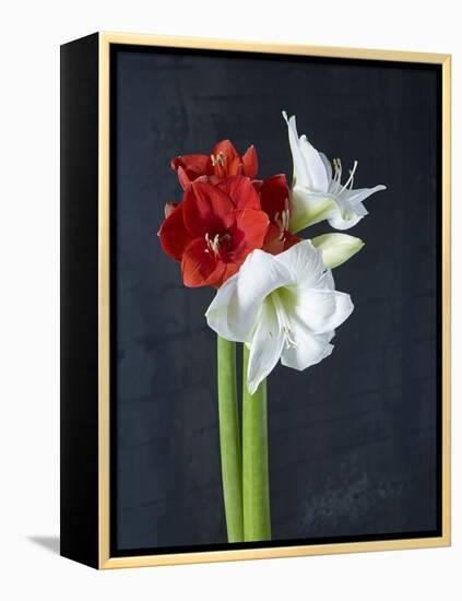 Amaryllis, Flowers, Blossoms, Still Life, Red, White, Black-Axel Killian-Framed Premier Image Canvas