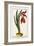 Amaryllis Formosa, 1772-1784-null-Framed Giclee Print