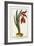 Amaryllis Formosa, 1772-1784-null-Framed Giclee Print