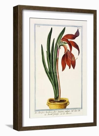 Amaryllis Formosa, 1772-1784-null-Framed Giclee Print