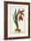 Amaryllis Formosa, 1772-1784-null-Framed Giclee Print