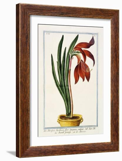 Amaryllis Formosa, 1772-1784-null-Framed Giclee Print